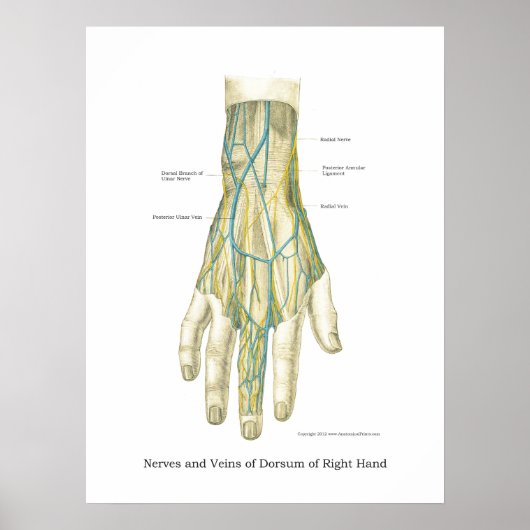 Poster interne anatomie met hand en pols (Voorkant)