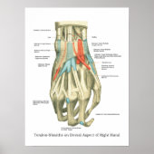 Poster interne anatomie met hand en pols (Voorkant)
