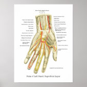 Poster interne anatomie met hand en pols (Voorkant)