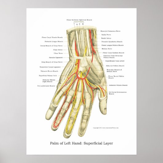 Poster interne anatomie met hand en pols (Voorkant)