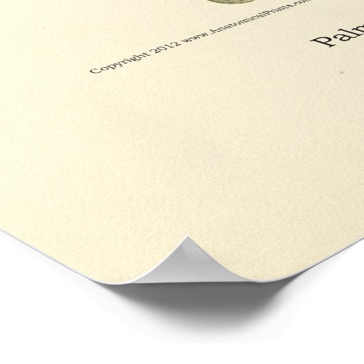 Poster interne anatomie met hand en pols (Hoek)