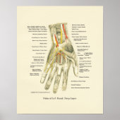 Poster interne anatomie met hand en pols (Voorkant)