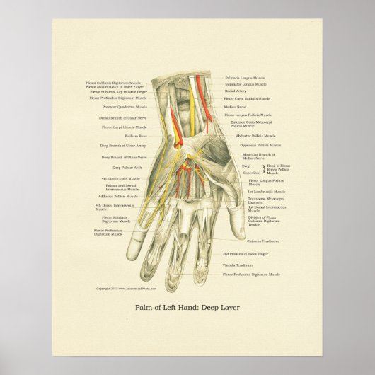 Poster interne anatomie met hand en pols (Voorkant)