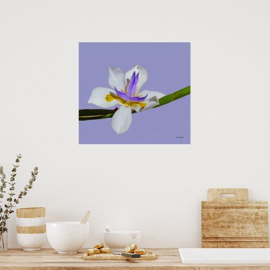 Poster - Iris - Fortnight Lilly (Keuken)