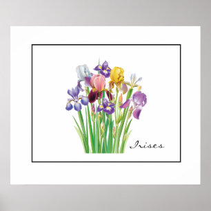 Poster-IRIS Poster