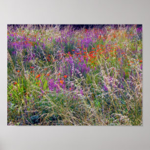 Poster Irish Summer Meadow