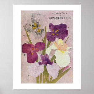  POSTER "JAPANESE IRIS"