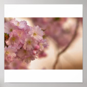 poster japanische Kirschblüte (Voorkant)