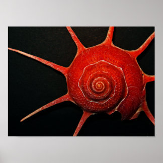 Poster Japanse Star Shell