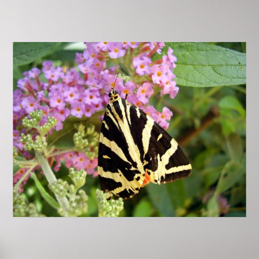 Poster Jersey Tiger Butterfly (Voorkant)