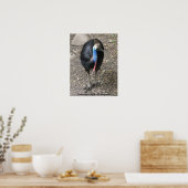Poster Kasuaris Vogels Van Australië (Keuken)