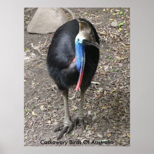 Poster Kasuaris Vogels Van Australië (Voorkant)