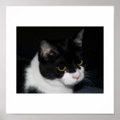Poster Kat (Voorkant)