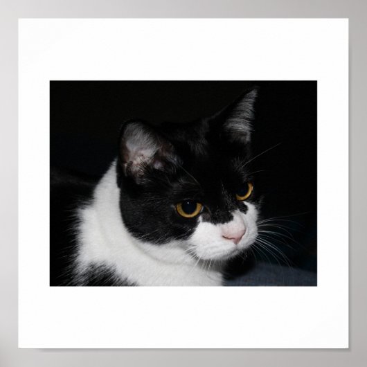 Poster  Kat (Voorkant)