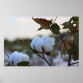 Poster katoenveld (Voorkant)