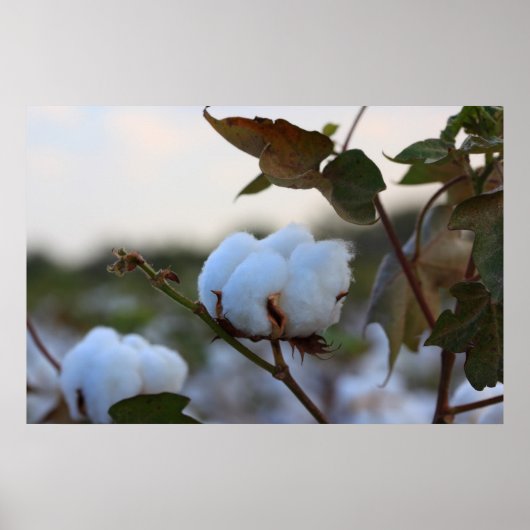 Poster katoenveld (Voorkant)