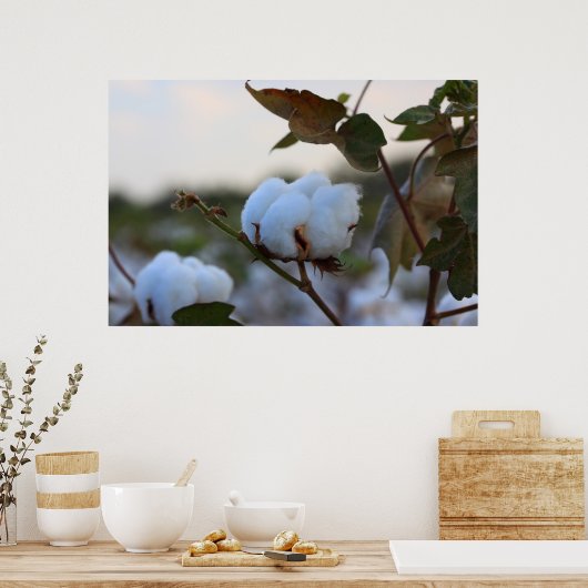 Poster katoenveld (Keuken)