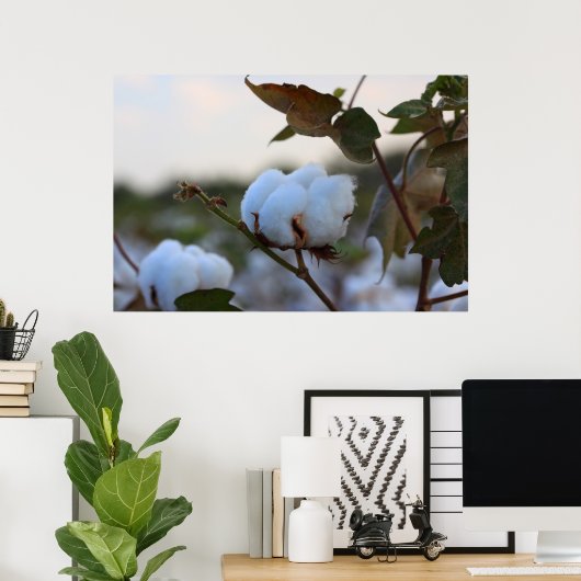 Poster katoenveld (Thuiskantoor)