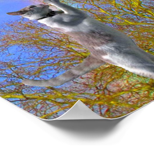 Poster - Kattenjasvlinder (Hoek)