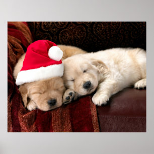 Poster kerstPuppies