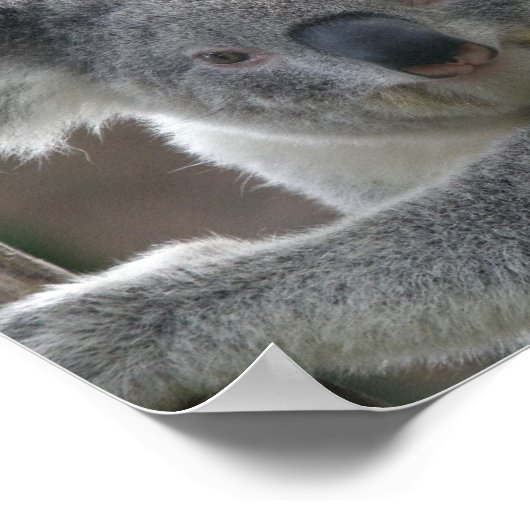 Poster keurt een Koala Australië goed (Hoek)