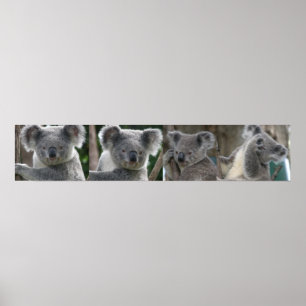 Poster keurt een Koala Australië goed
