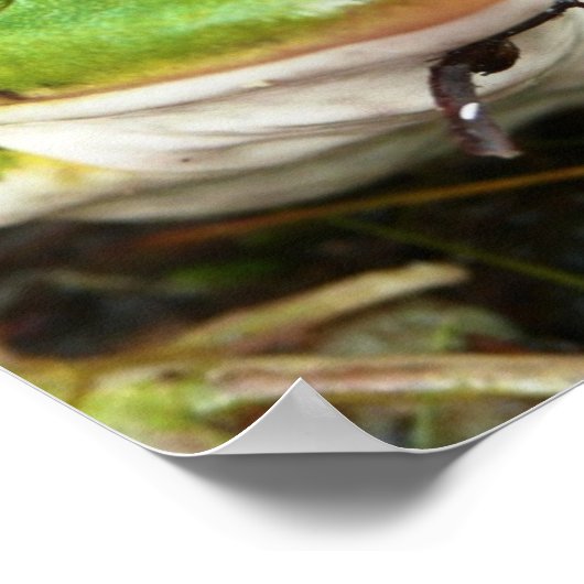 Poster kikkerogen (Hoek)