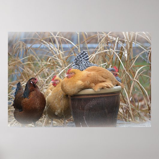 Poster kippen (Voorkant)