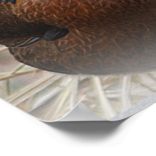 Poster kippen (Hoek)