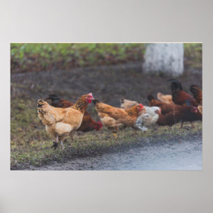 Poster-kippen langs de weg poster