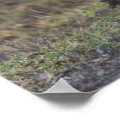 Poster-kippen langs de weg poster (Hoek)