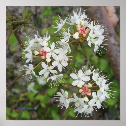 Poster Kirsti Harmaja (Voorkant)