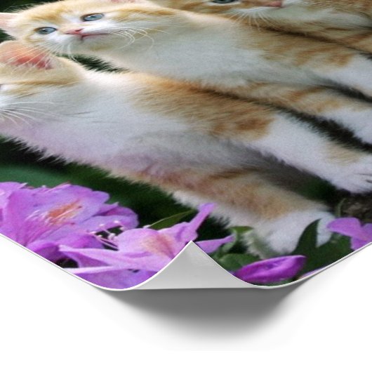 Poster Kittens (Hoek)
