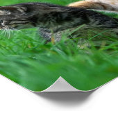 Poster Kittens (Hoek)