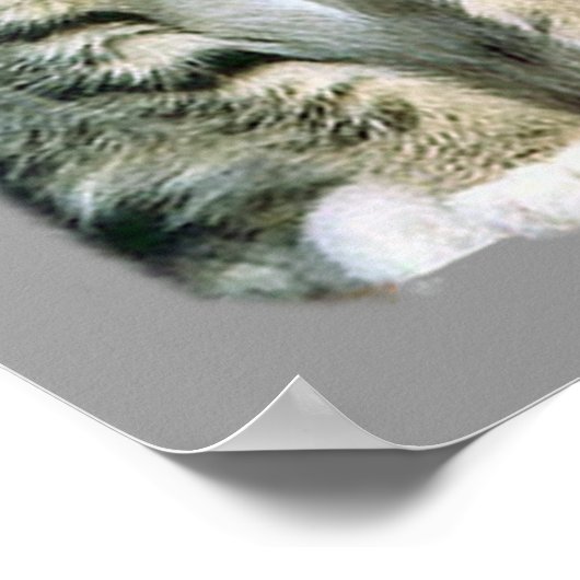 Poster Kittens (Hoek)