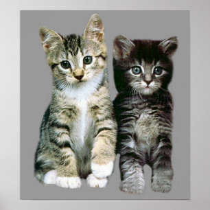 Poster Kittens
