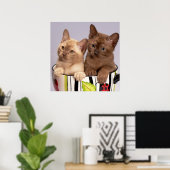 Poster Kittens (Thuiskantoor)