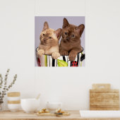 Poster Kittens (Keuken)