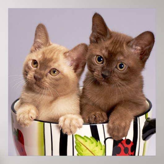 Poster Kittens (Voorkant)