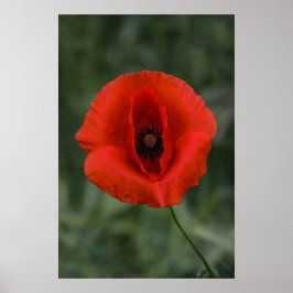 Poster Klaproos Bloem Natuur Fotografie