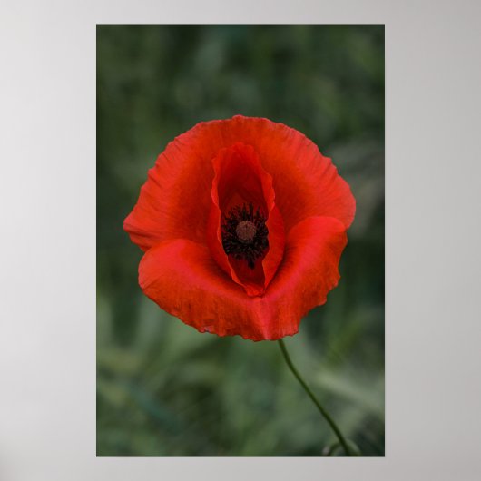 Poster Klaproos Bloem Natuur Fotografie (Voorkant)