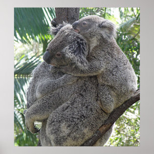Poster Koala en baby ' s Australië Foto ZIZZAGO