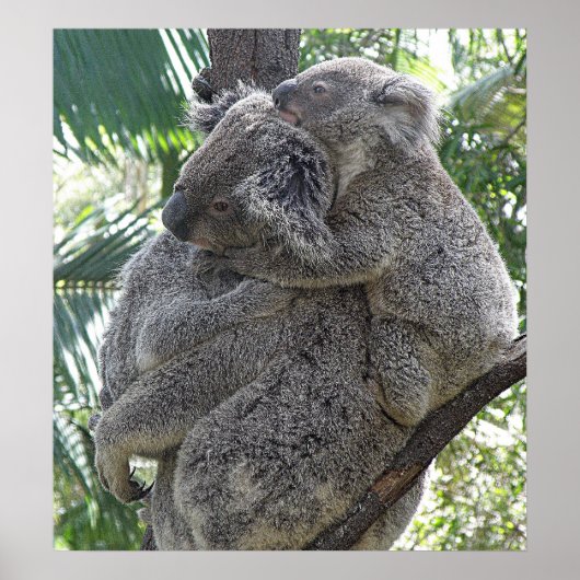 Poster Koala En Baby's Australië Foto ZIZZAGO (Voorkant)