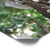 Poster Koala en Twee baby's Foto Australië (Hoek)