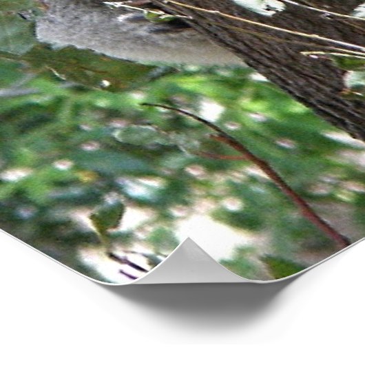 Poster Koala en Twee baby's Foto Australië (Hoek)