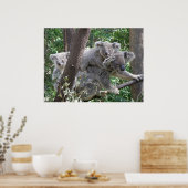 Poster Koala en Twee baby's Foto Australië (Keuken)
