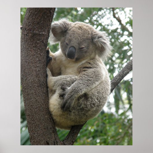 Poster Koala In Boom Australië (Voorkant)