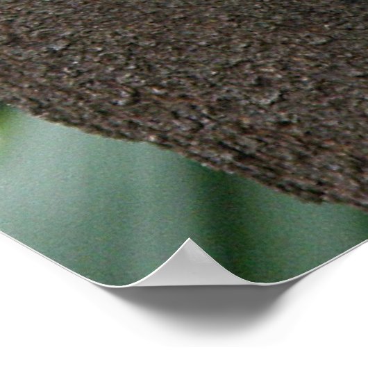 Poster Koala in Tree Australia (Hoek)