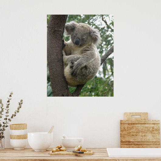 Poster Koala in Tree Australia (Keuken)