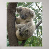 Poster Koala in Tree Australia (Voorkant)